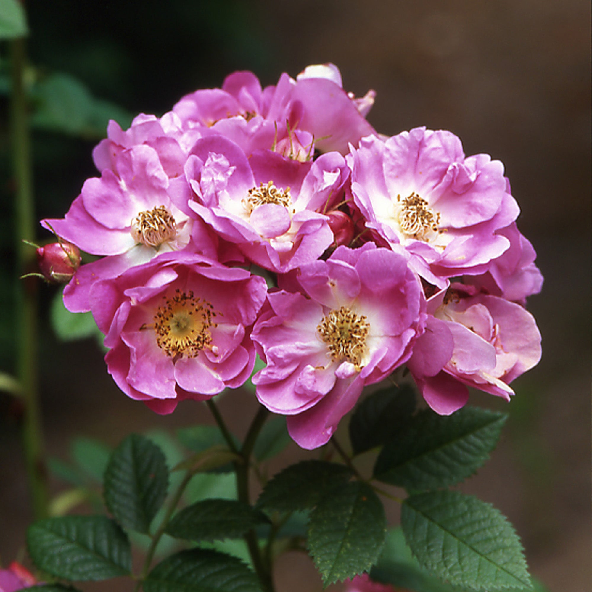 R. rub. 'Magnifica'
