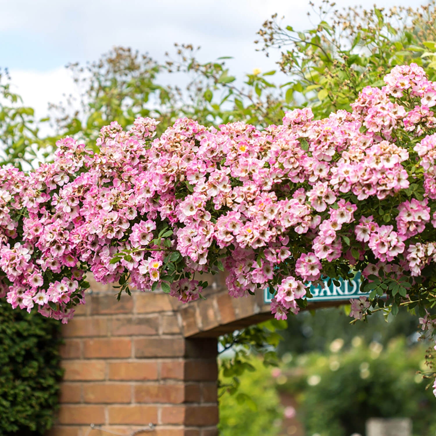 David Austin Rambler Kew Rambler | Rambling Rose | David Austin Roses