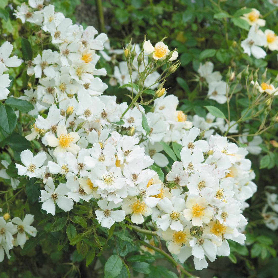 Best Rambling Roses Ever Wedding Day | Rambling Rose | David Austin Roses