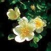 R. x cantabrigiensis
