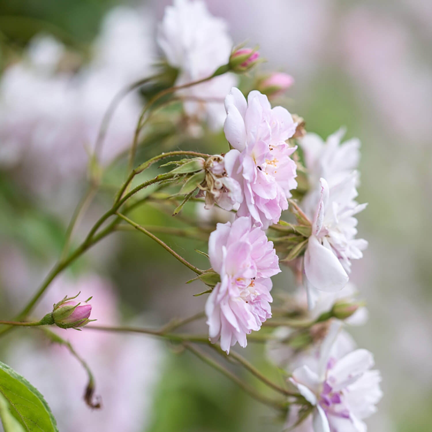 Paul's Himalayan Musk