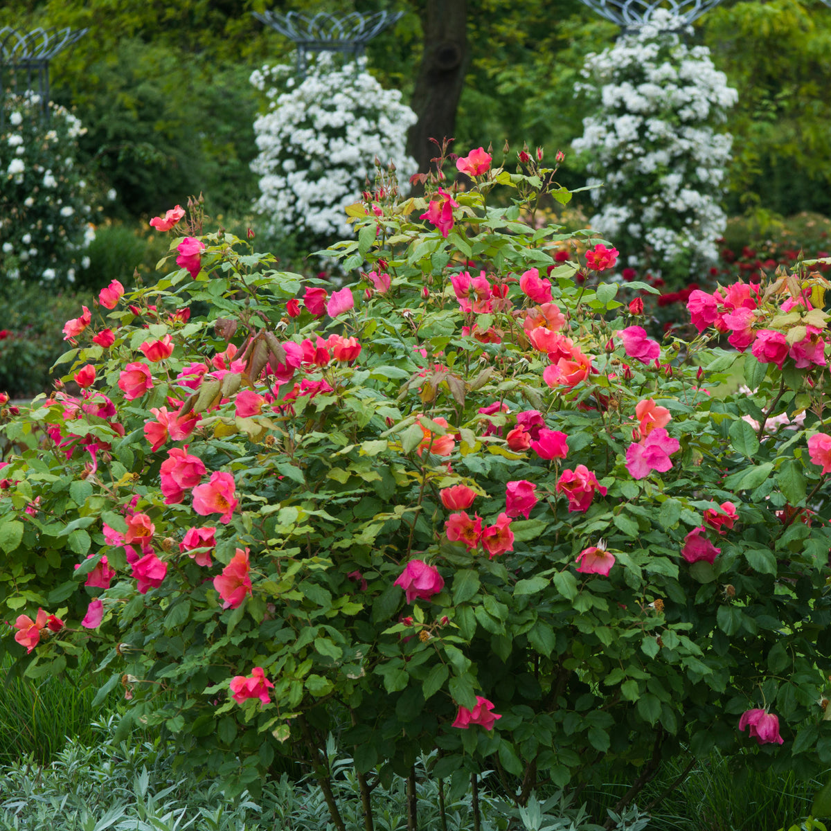Coel Shrub Roses Morning Mist (Ausfire) | English Shrub Rose | David Austin Roses