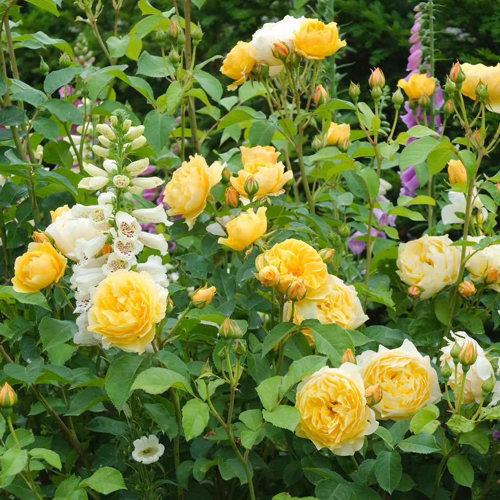 Graham Thomas (Ausmas) | English Shrub Rose | David Austin Roses