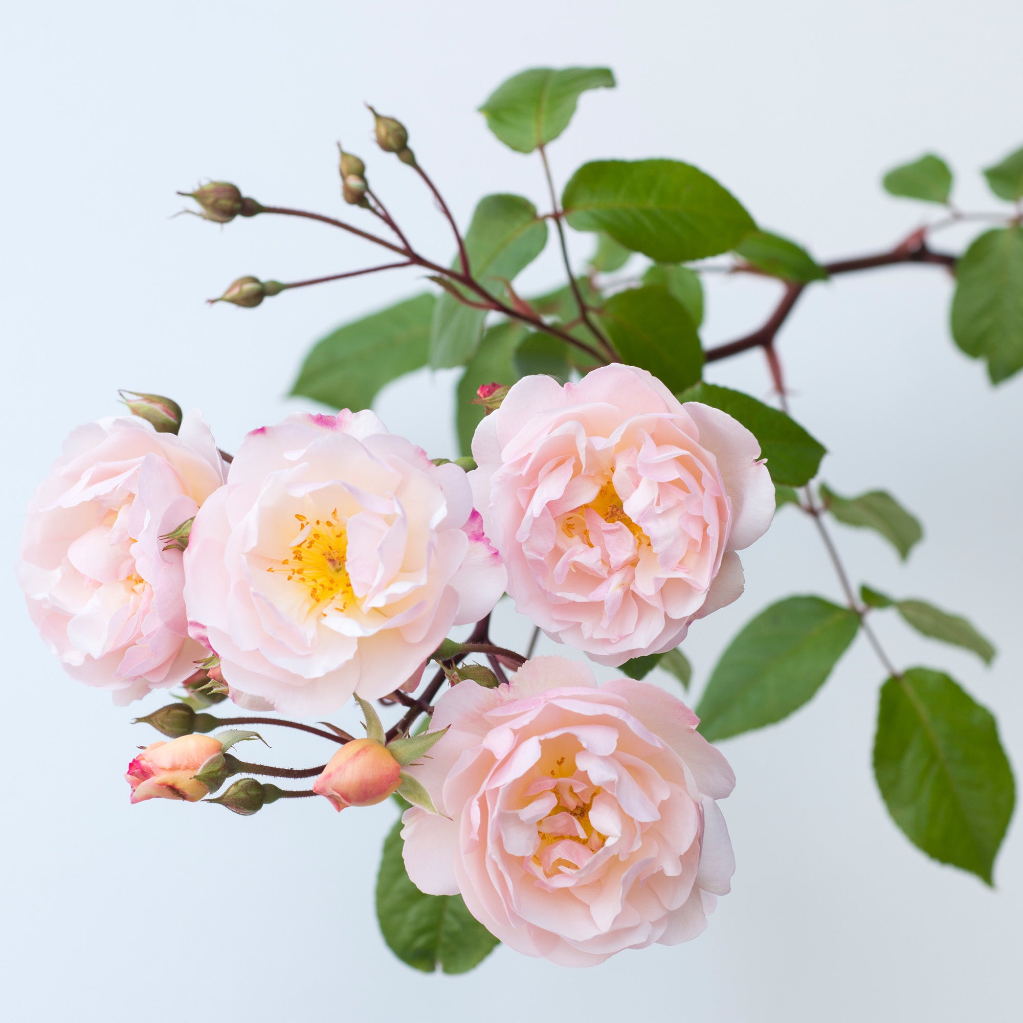 The Lady Of The Lake English Rambling Rose David Austin Roses the-lady-of-the-lake-english-rambling-rose-david-austin-roses