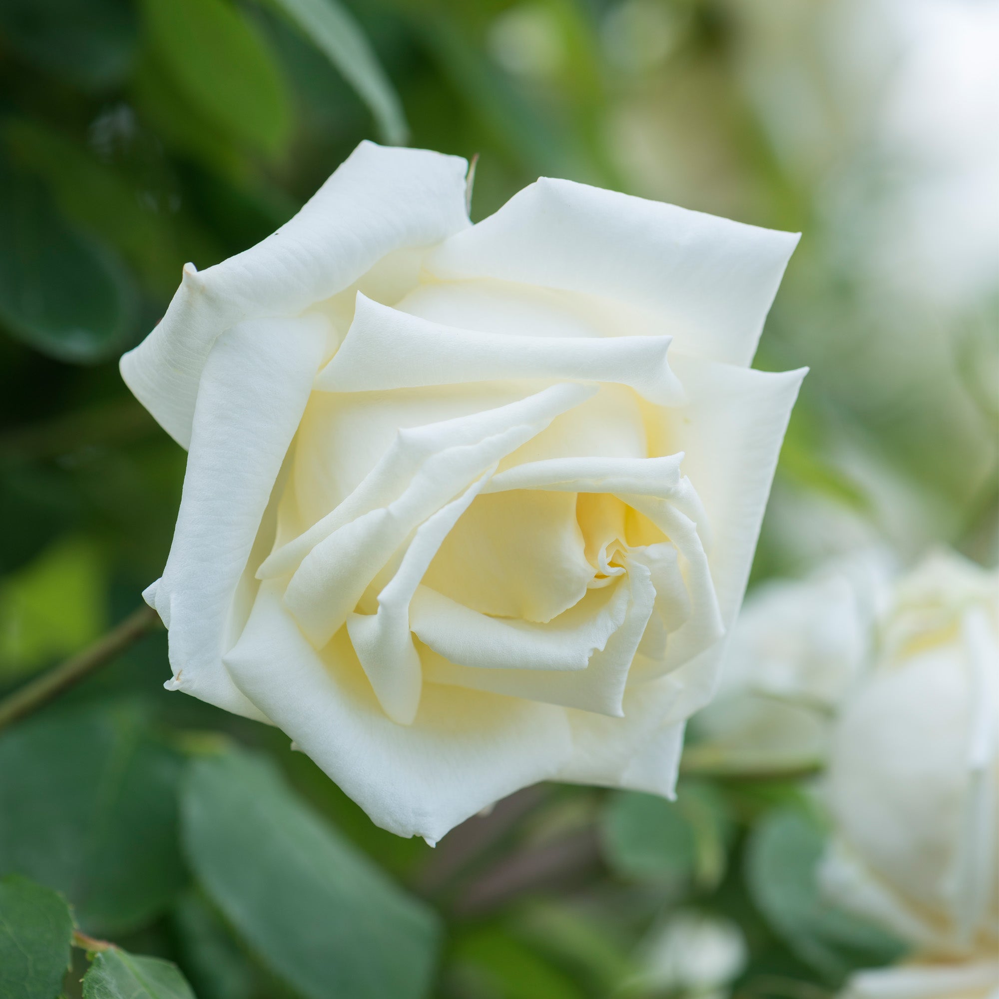 David Austin Lemon Roses Paul’s Lemon Pillar | Climbing Rose | David Austin Roses