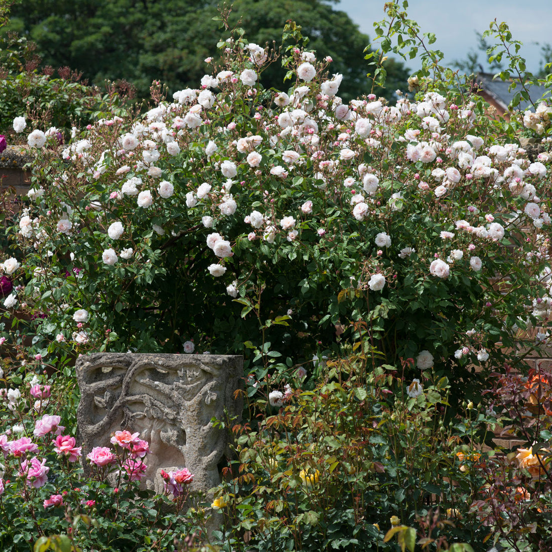 The Albrighton Rambler (Ausmobile) | English Rambling Rose | David ...