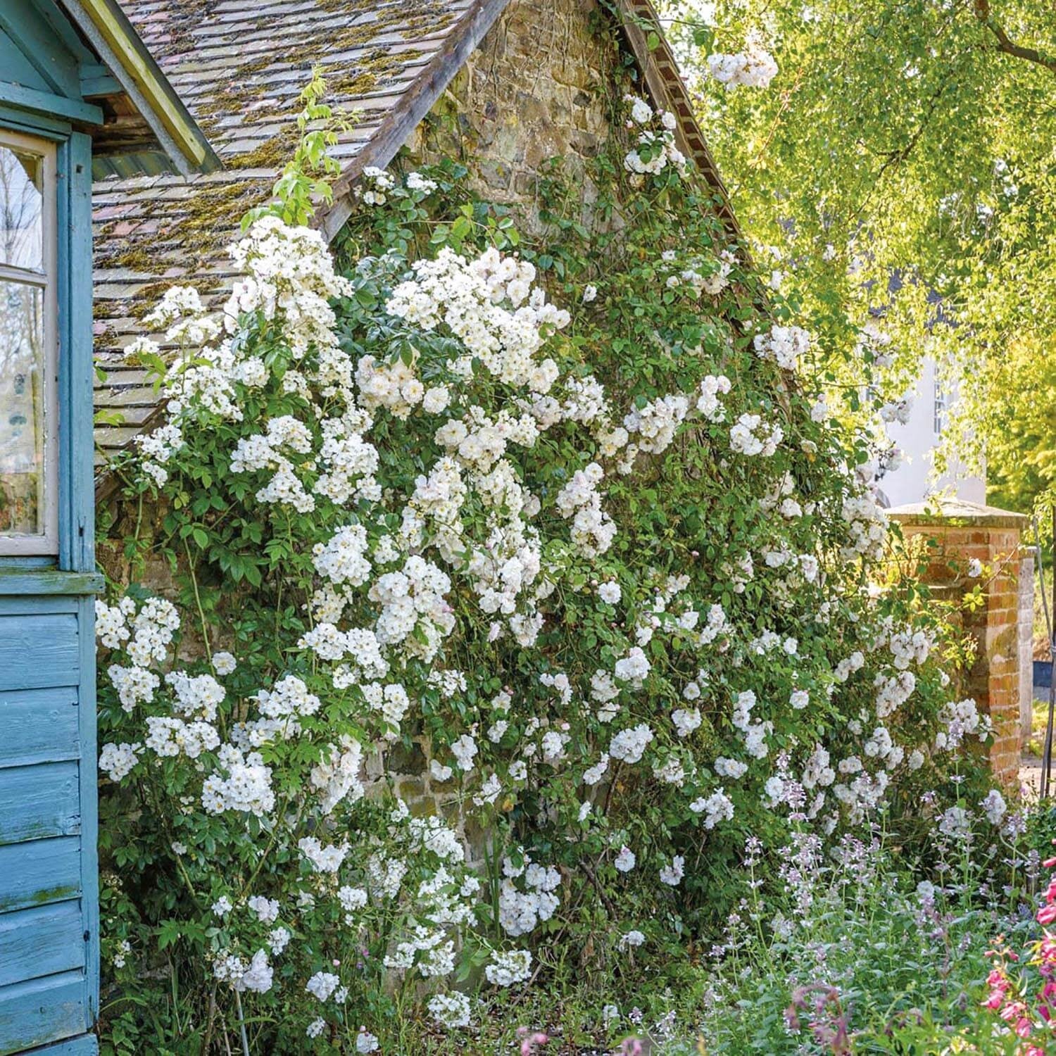 Rumbling Rector Róza Rambling Rector | Rambling Rose | David Austin Roses