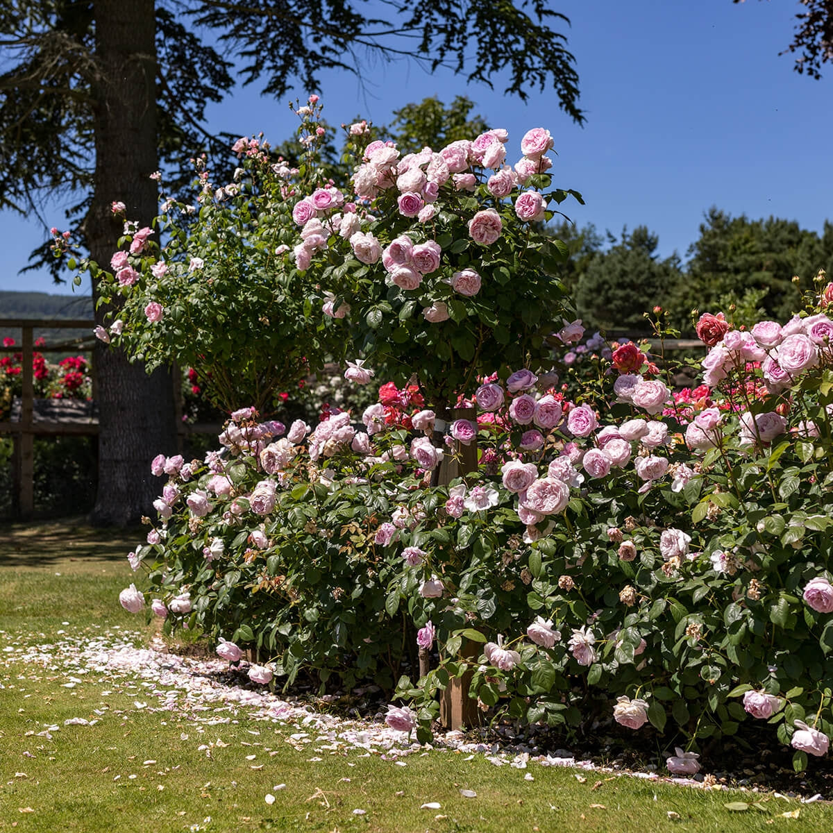 Austin Roses Large Bloom Olivia Rose Austin (Ausmixture) | English Standard Tree Rose | David ...