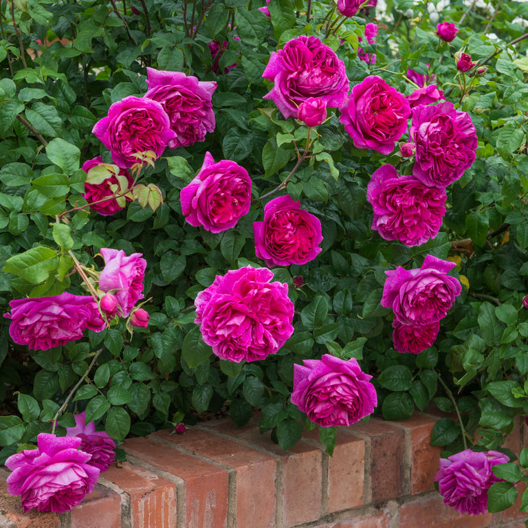 Young Lycidas (Ausvibrant) | English Shrub Rose | David Austin Roses