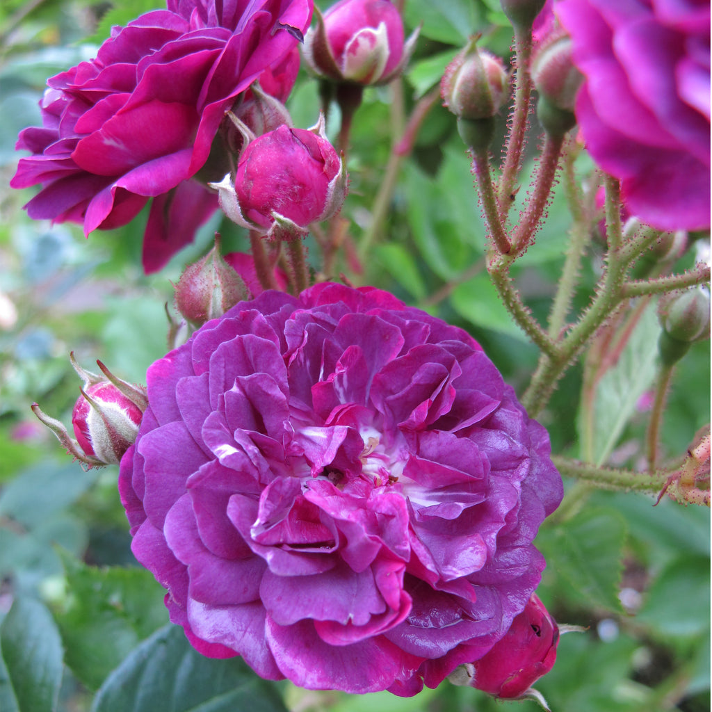Bleu Magenta | Rambling Rose | David Austin Roses