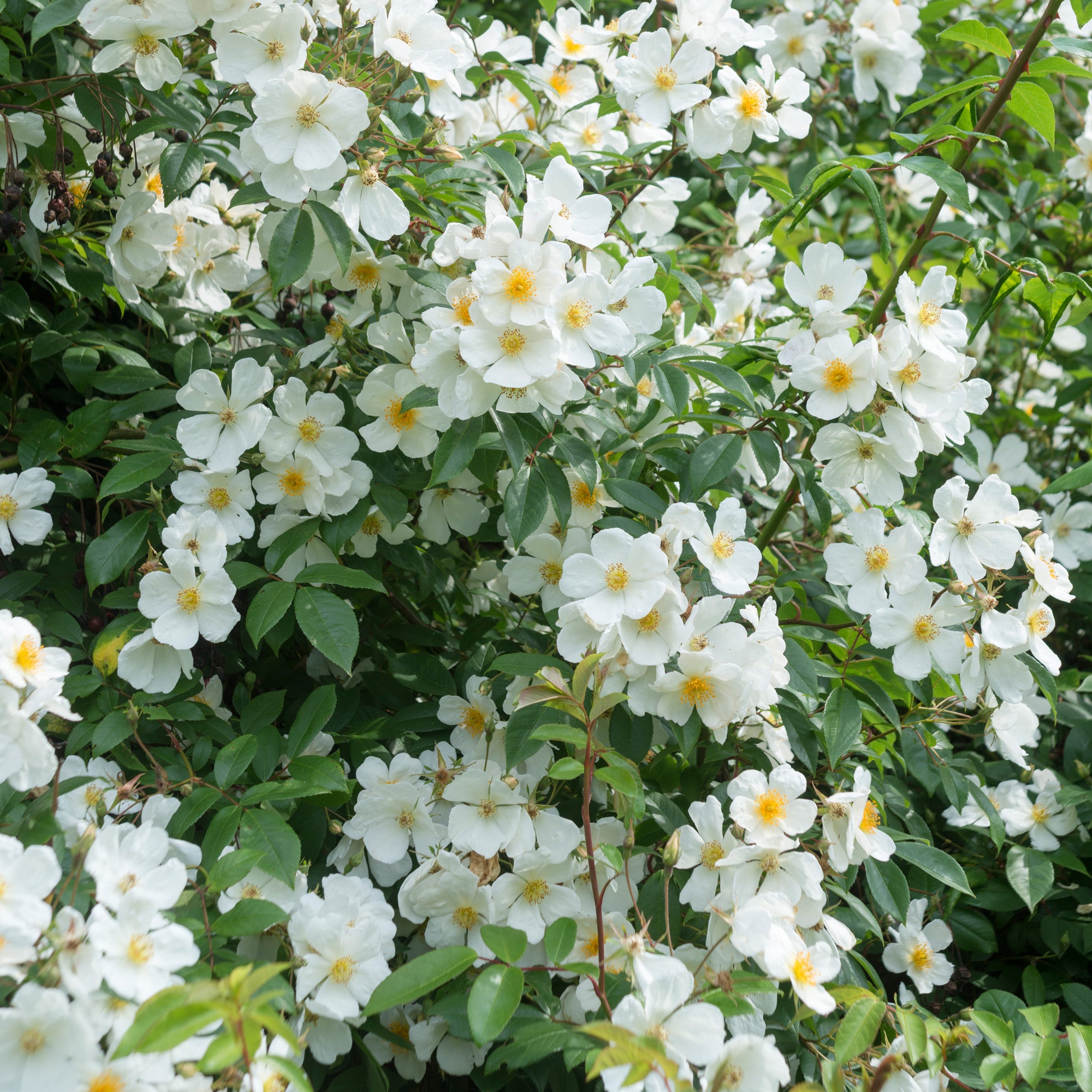 R. mulliganii