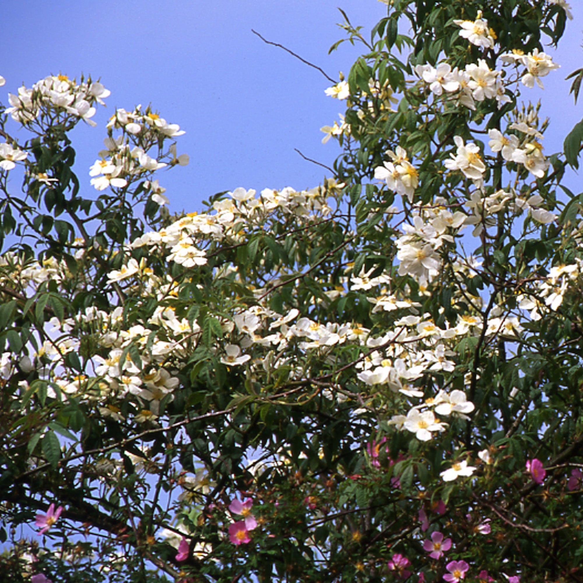 R. brunonii ‘La Mortola’