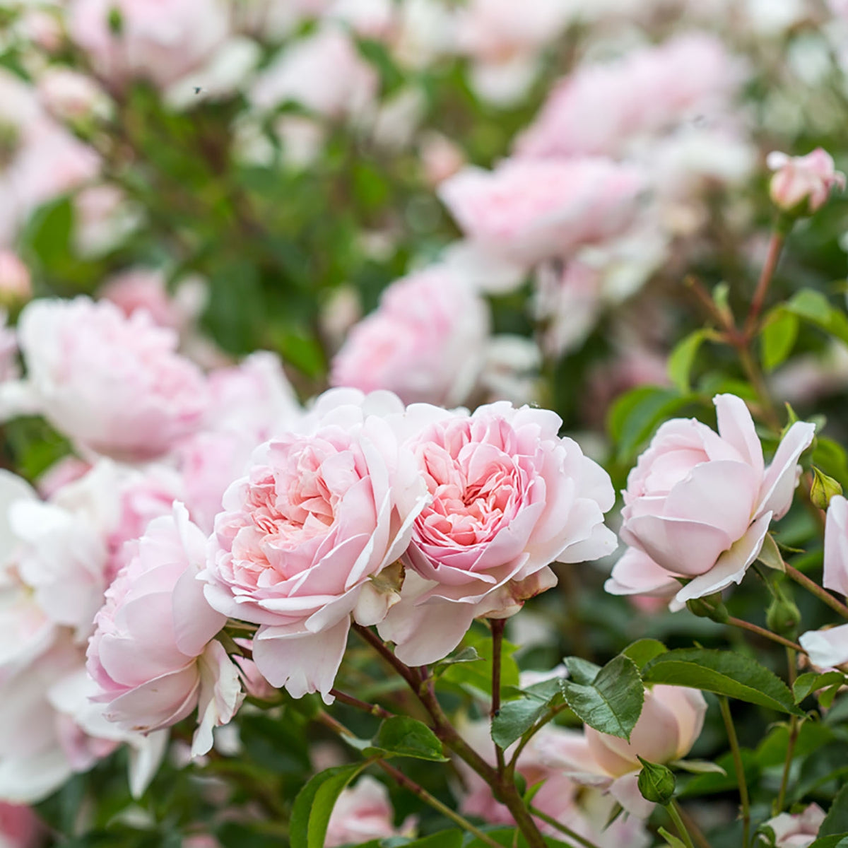 Qahrub Roses Wildeve (Ausbonny) | English Shrub Rose | David Austin Roses
