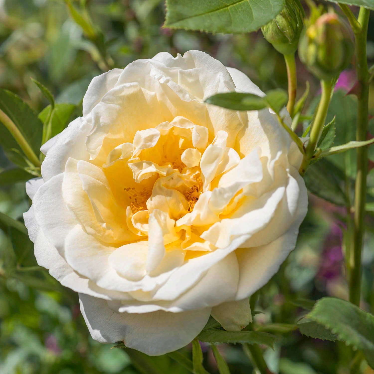Creme Roses Créme de la Créme | Climbing Rose | David Austin Roses