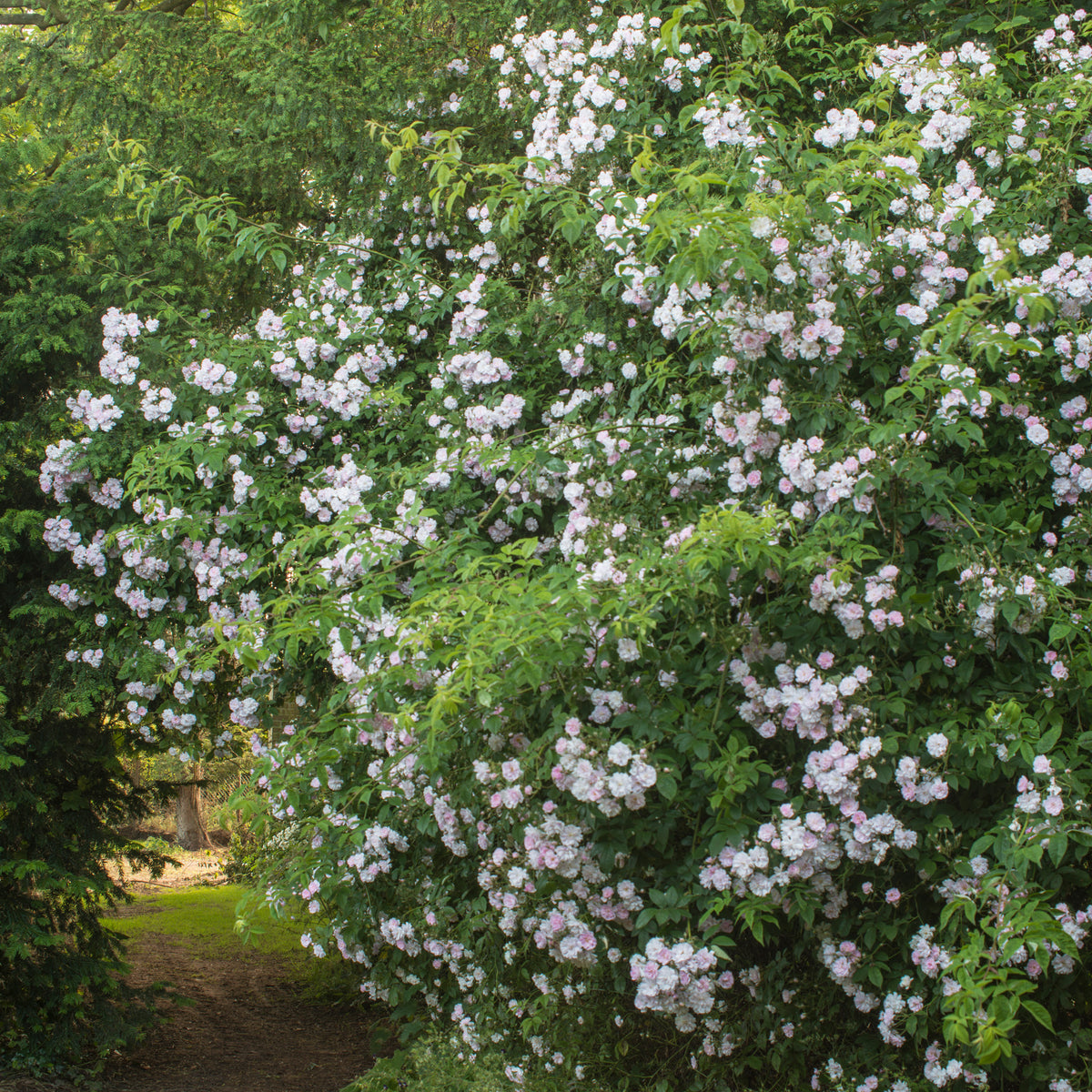 Paul's Himalayan Musk | Rambling Rose | David Austin Roses