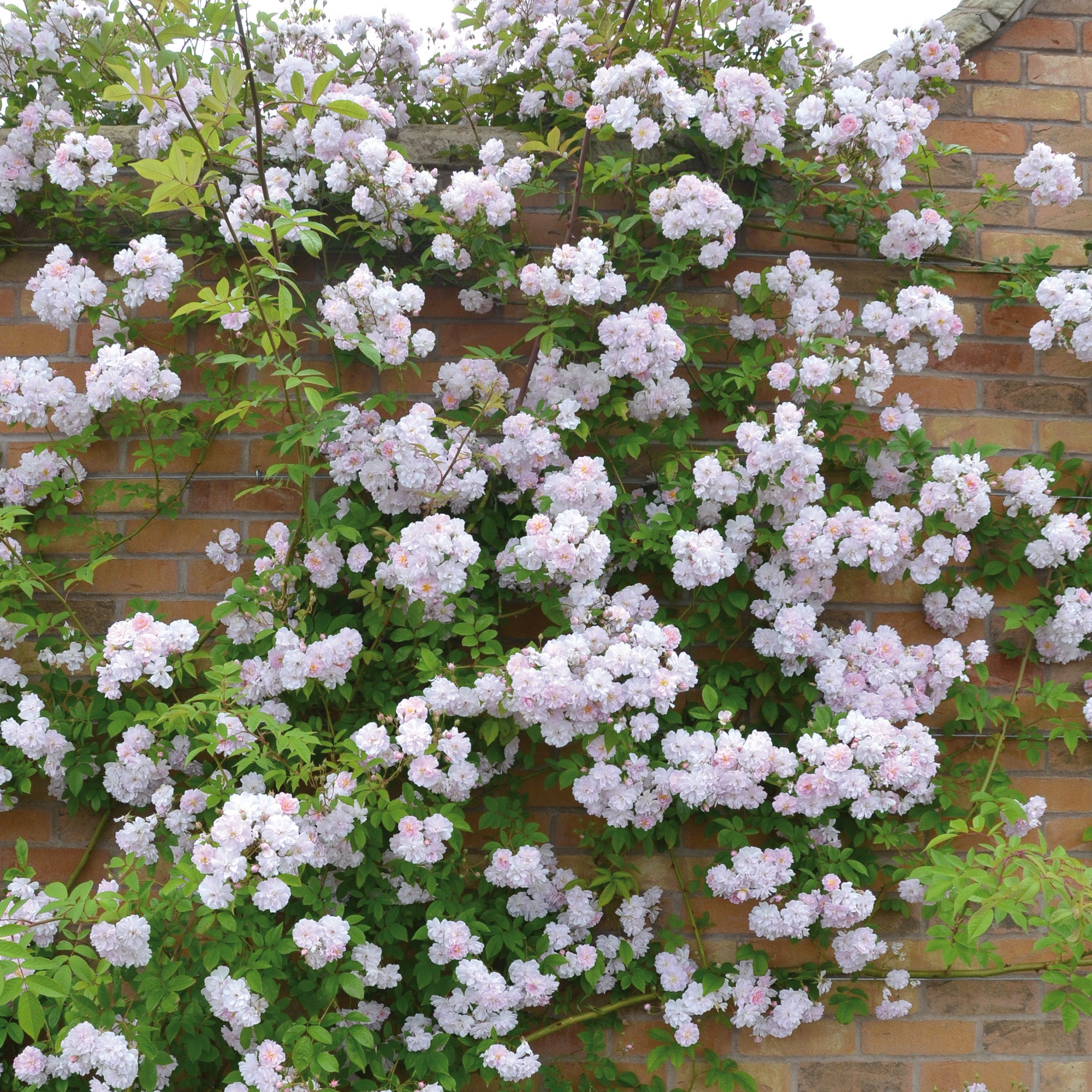 Paul's Himalayan Musk