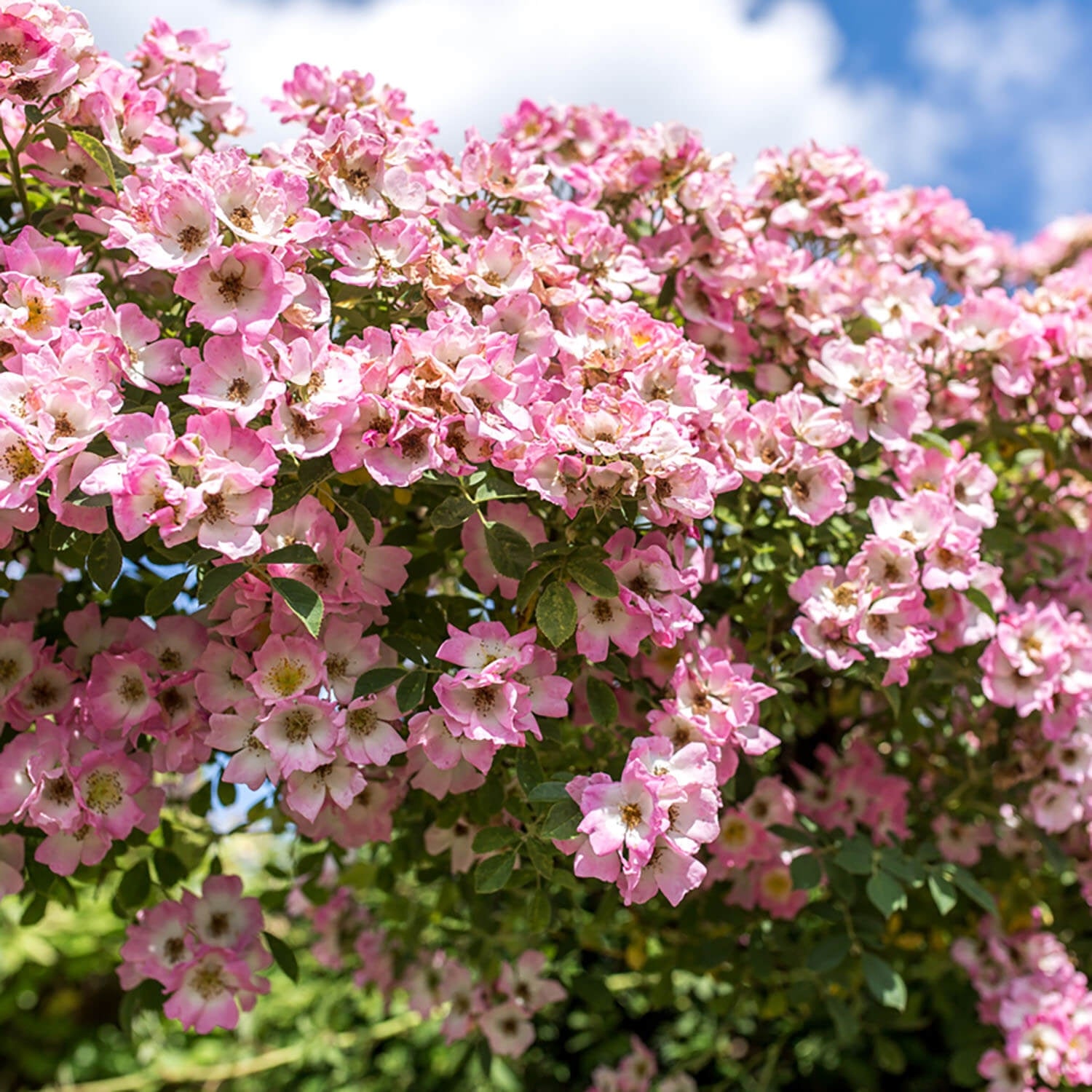 David Austin Rambler Kew Rambler | Rambling Rose | David Austin Roses
