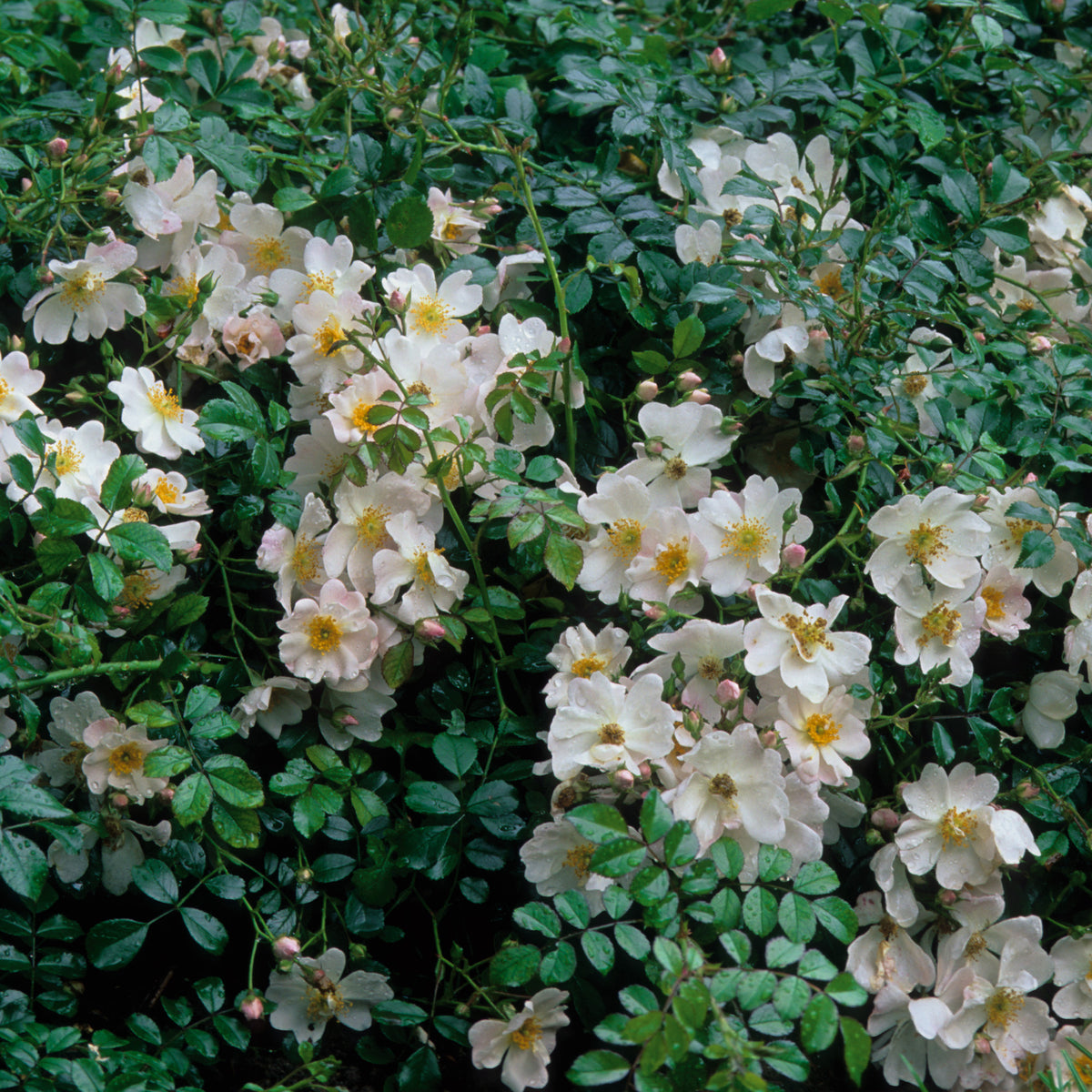 Grouse | Ground Cover Rose | David Austin Roses
