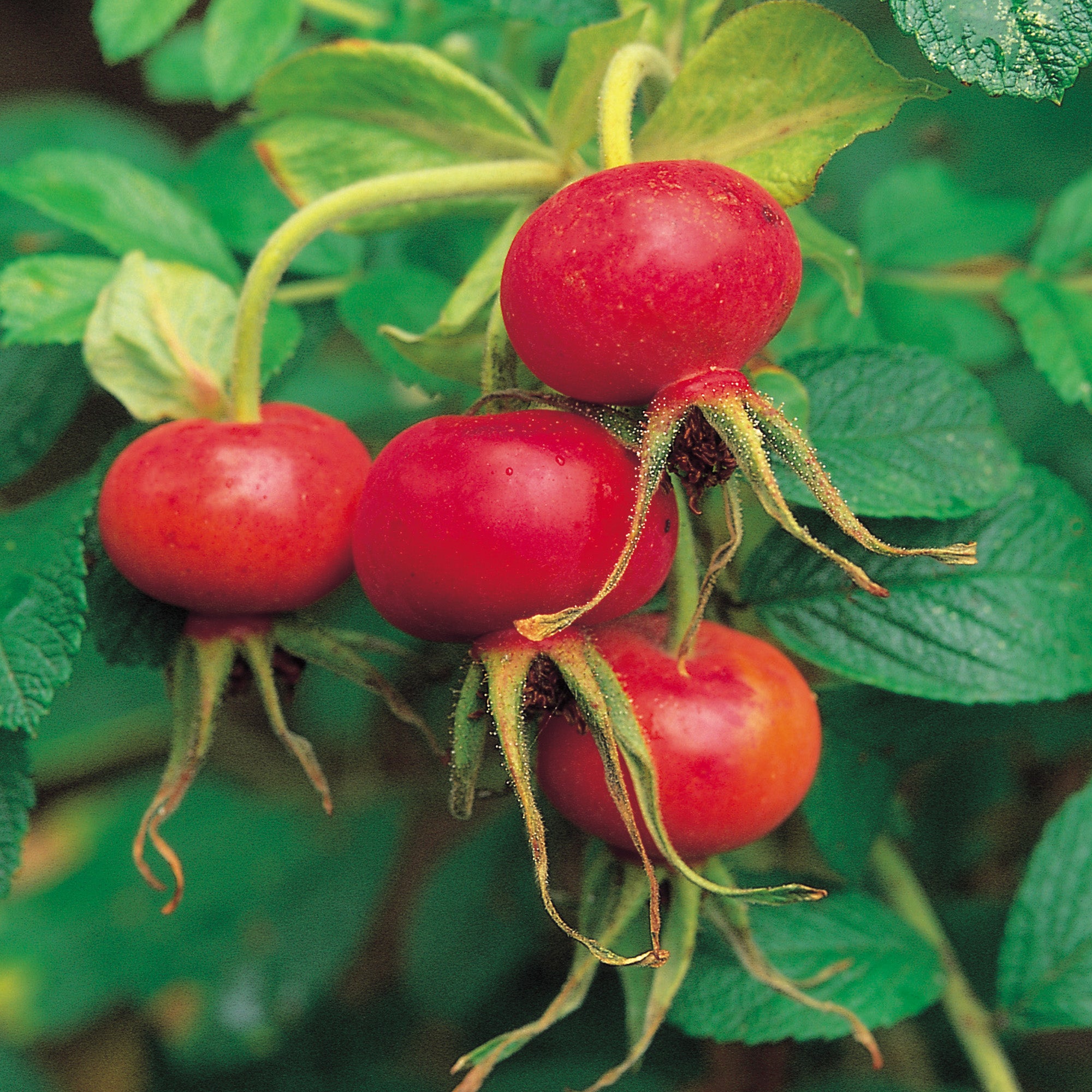 Raspberry Rugostar Rose R. Rugosa | Rugosa Rose | David Austin Roses