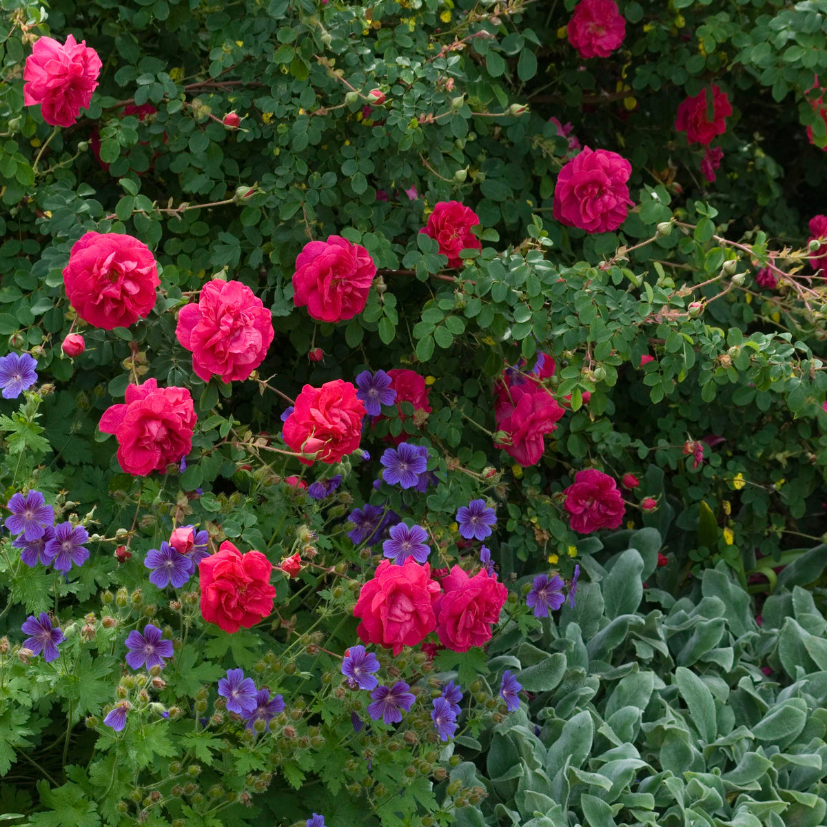 Cerise Bouquet | Shrub Rose | David Austin Roses