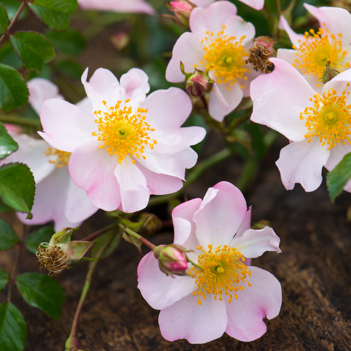 Ground Cover Roses | David Austin Roses