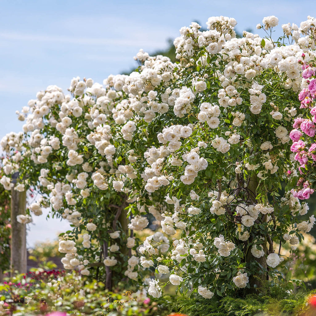 Iceberg | Climbing Rose | David Austin Roses
