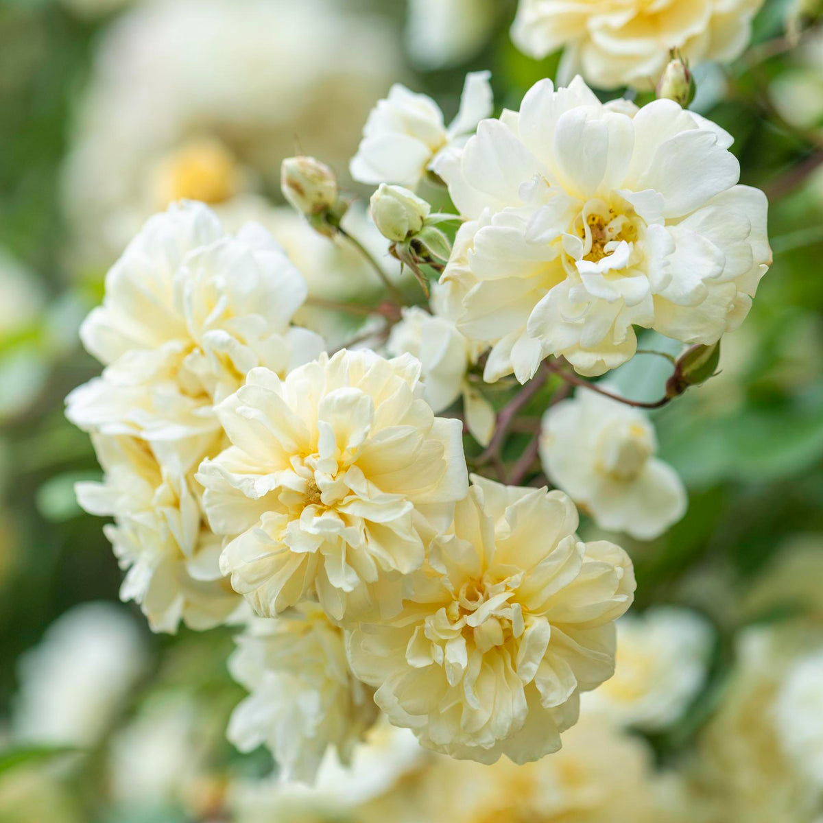 Malvern Hills (Auscanary) | English Rambling Rose | David Austin Roses