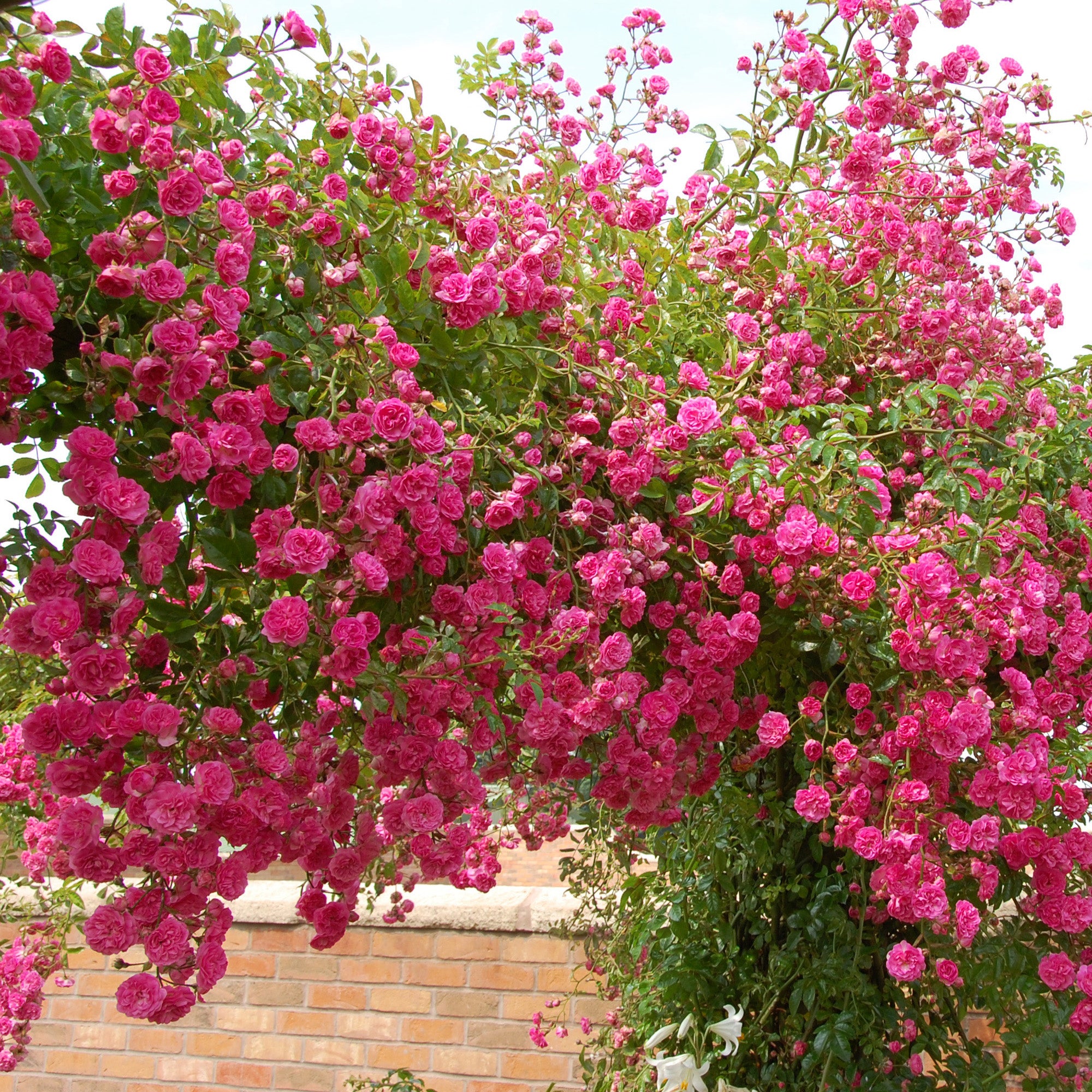 Minnehaha | Rambling Rose | David Austin Roses