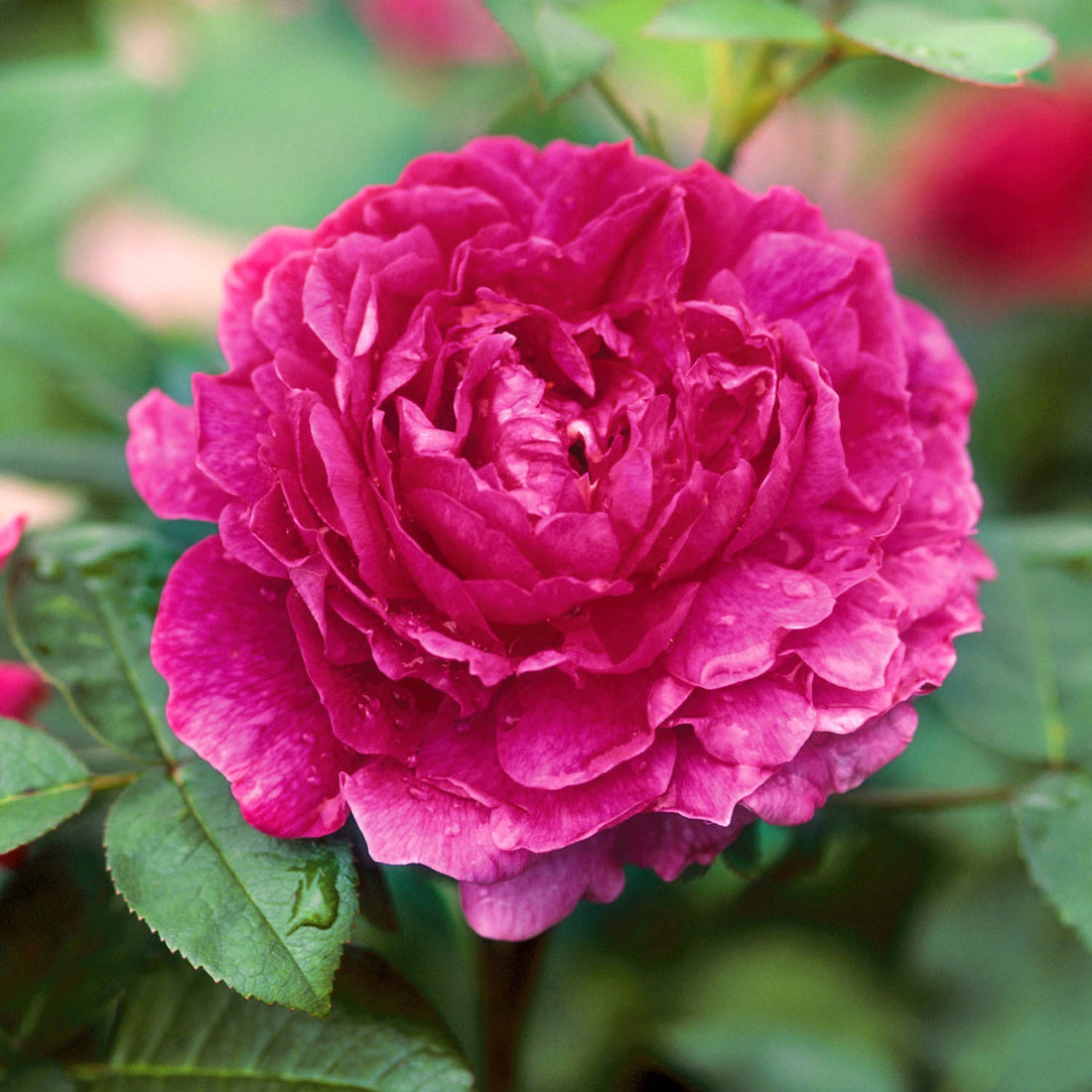 Red Shrub Roses | David Austin Roses