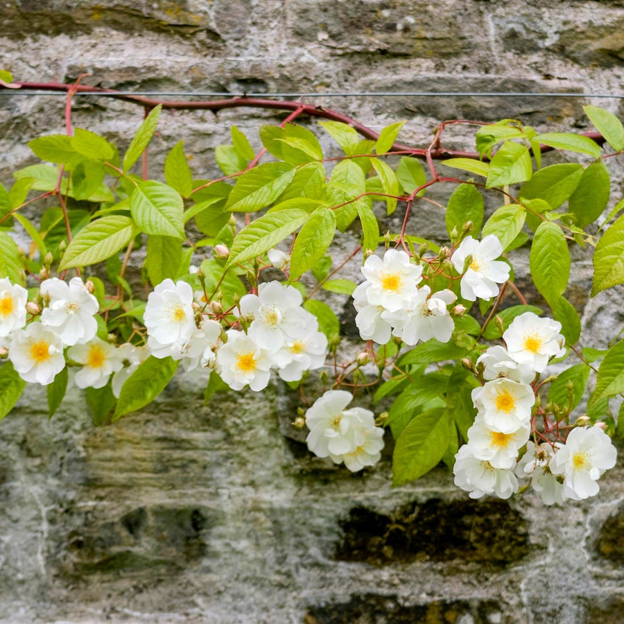 Bobbie James | Rambling Rose | David Austin Roses