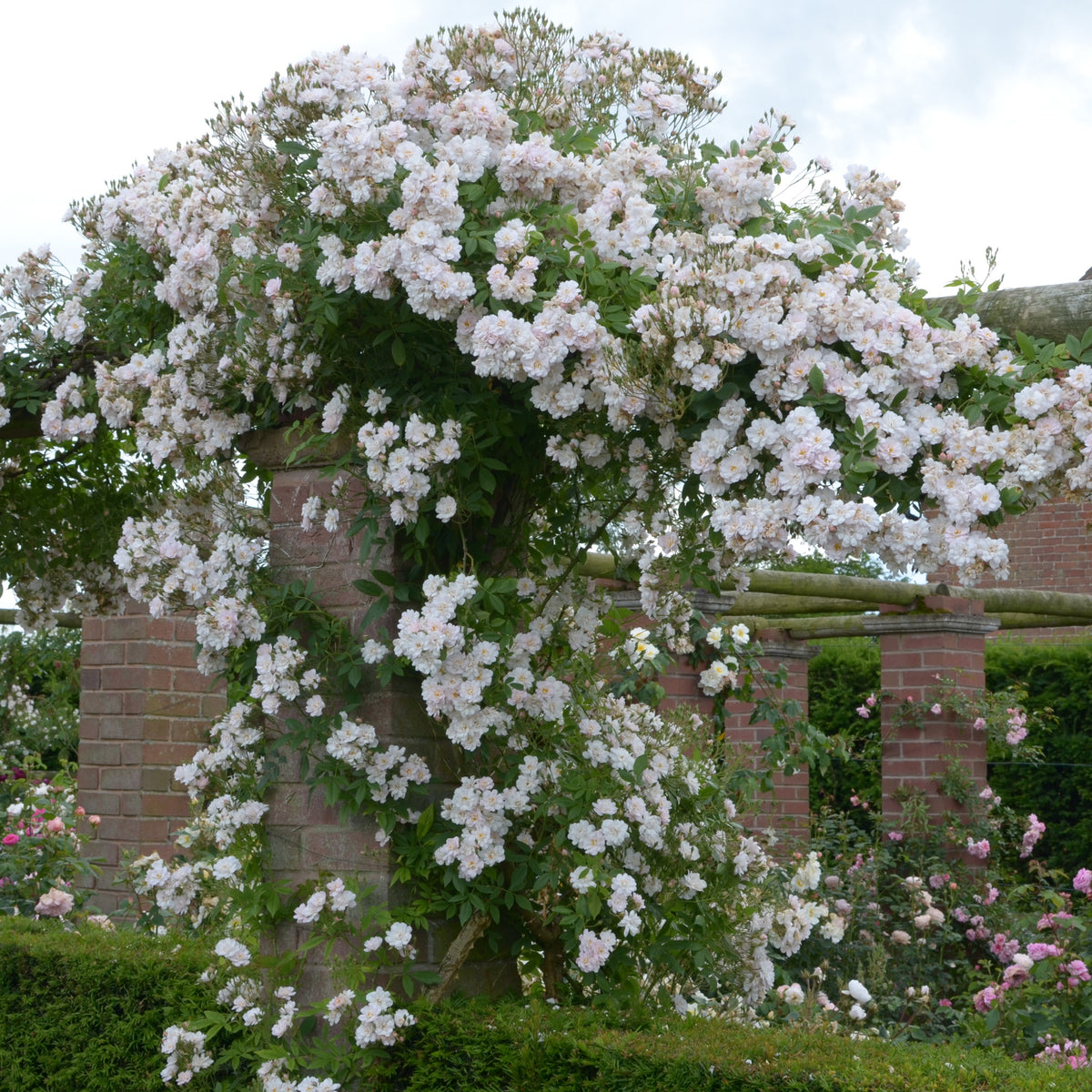 The Garland | Rambling Rose | David Austin Roses