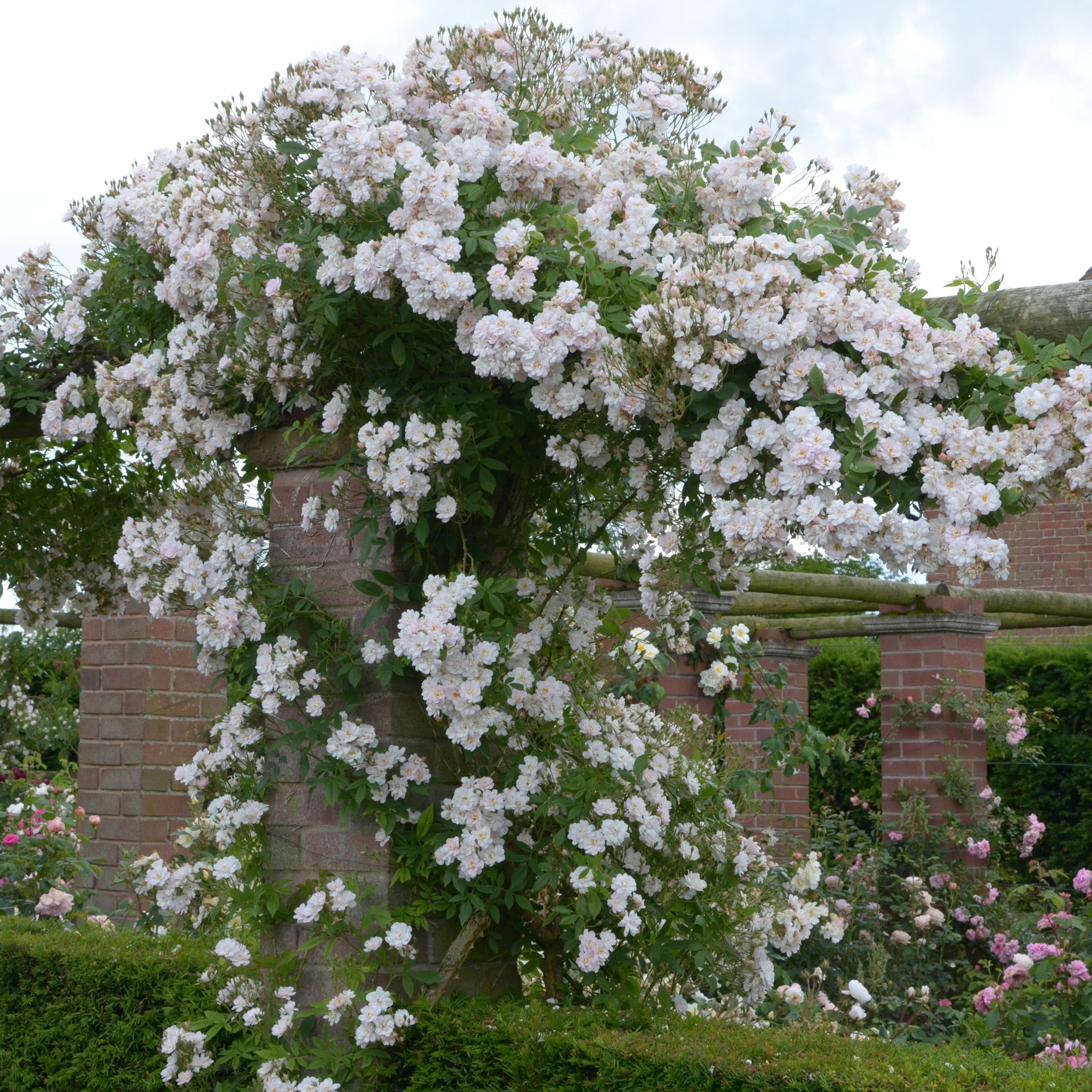 The Garland