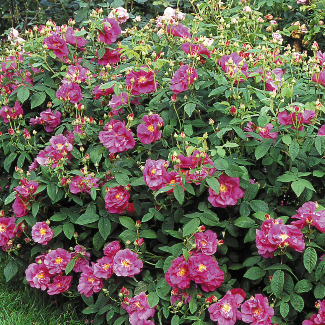 R. gallica 'Officinalis' | Old Rose | David Austin Roses