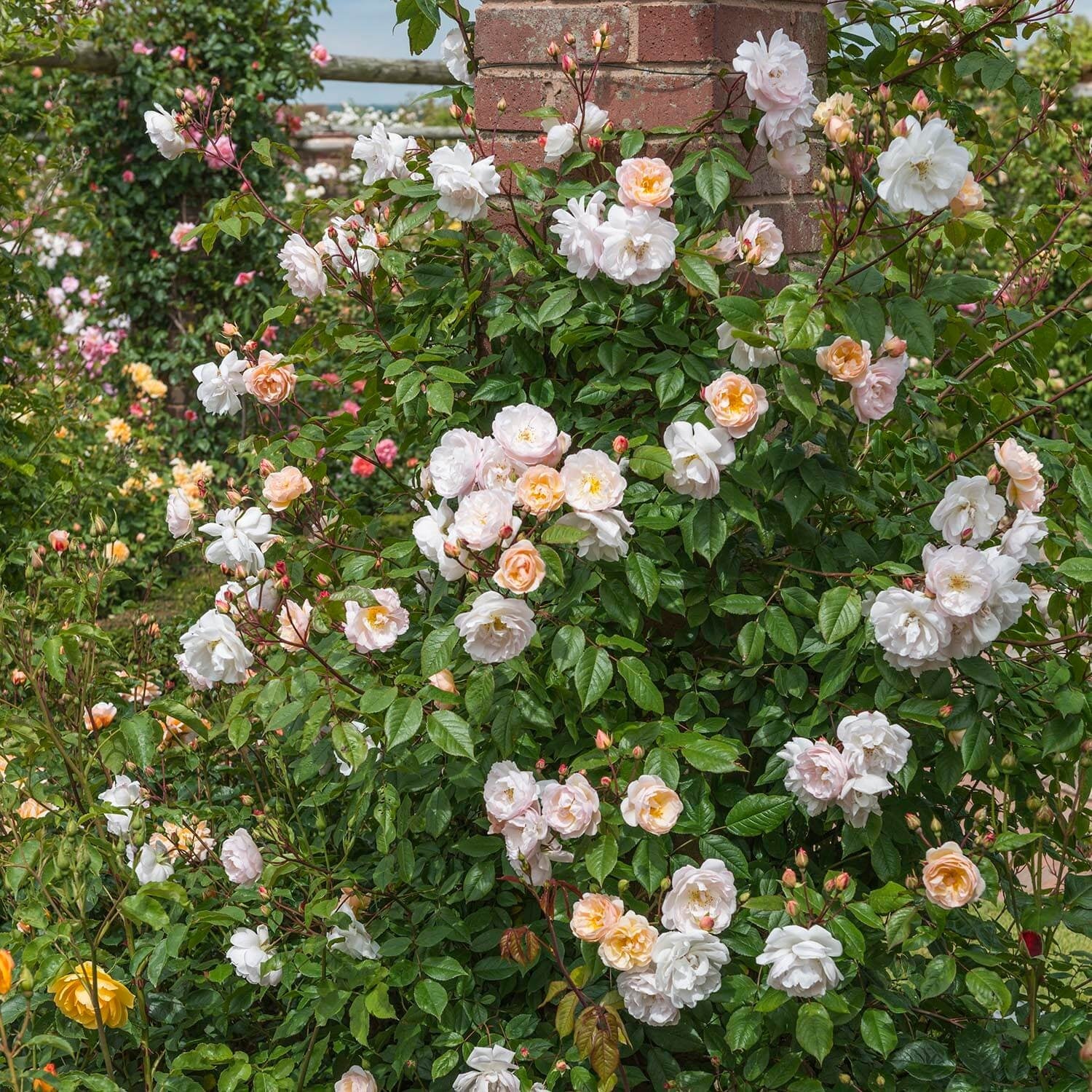 The Lady Of The Lake English Rambling Rose David Austin Roses the-lady-of-the-lake-english-rambling-rose-david-austin-roses