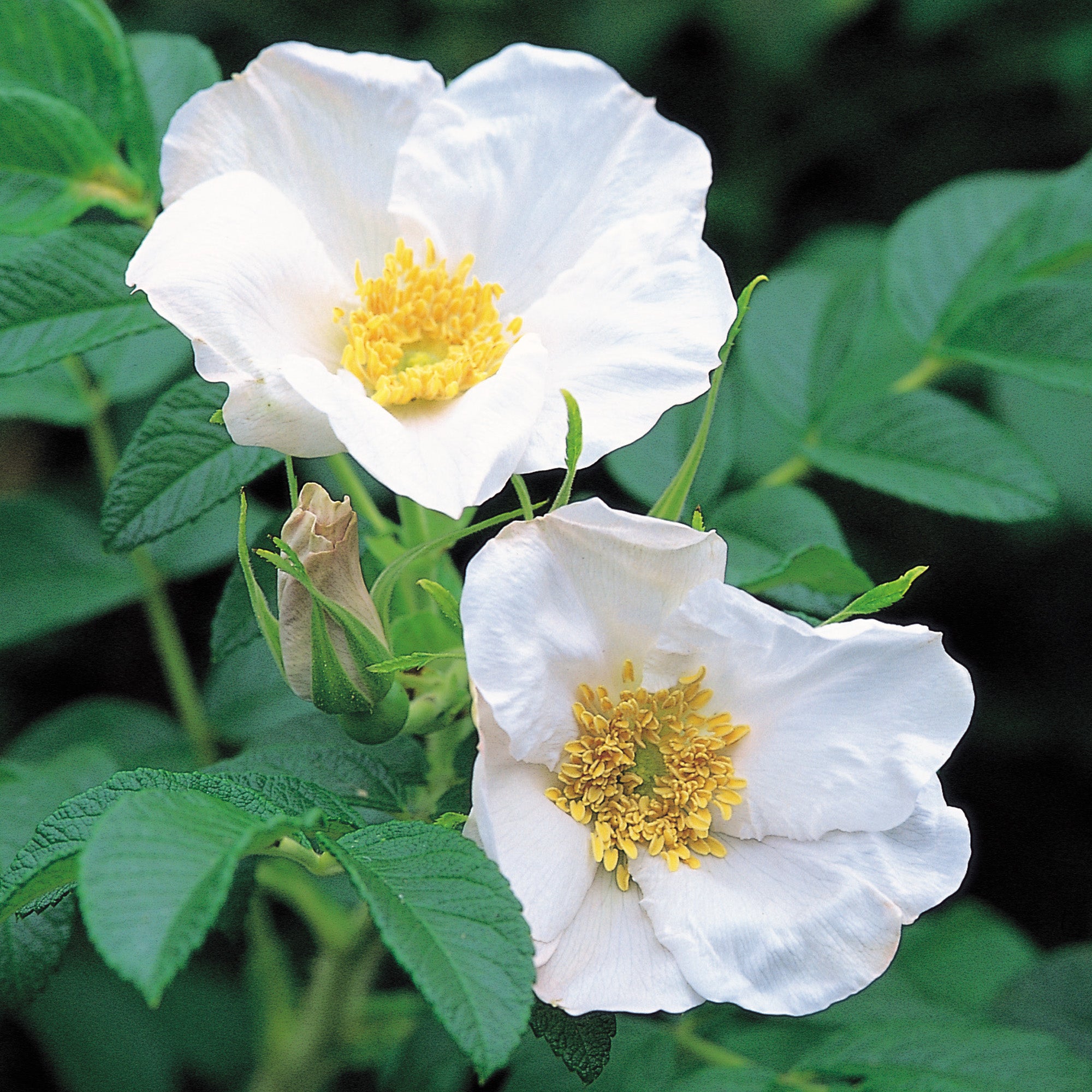 R. Rugosa Alba Hedging Bundle