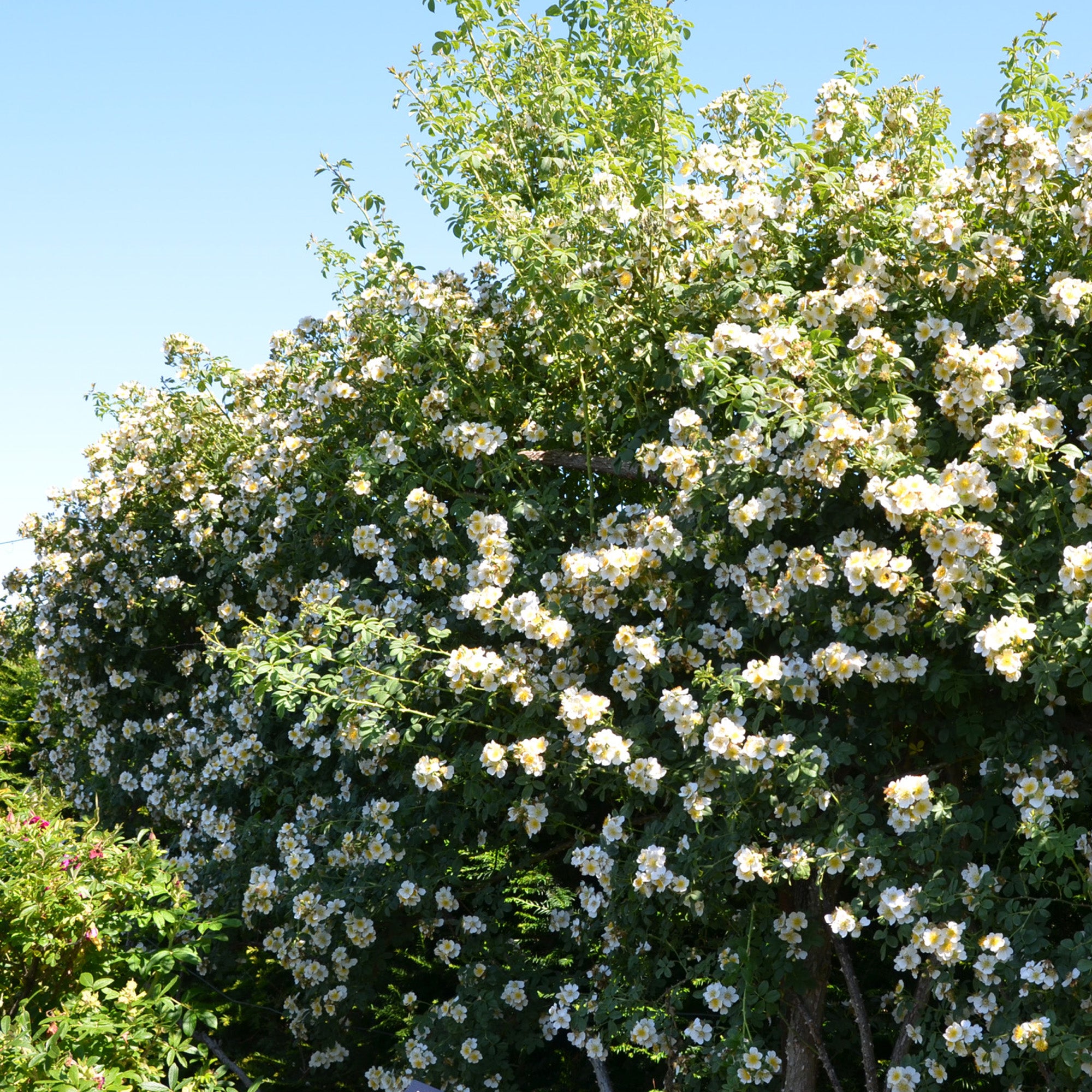 R. soulieana
