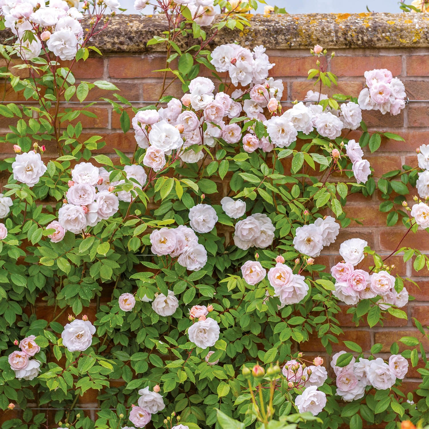 The Lady Of The Lake Ausherbert English Rambling Rose David the-lady-of-the-lake-ausherbert-english-rambling-rose-david