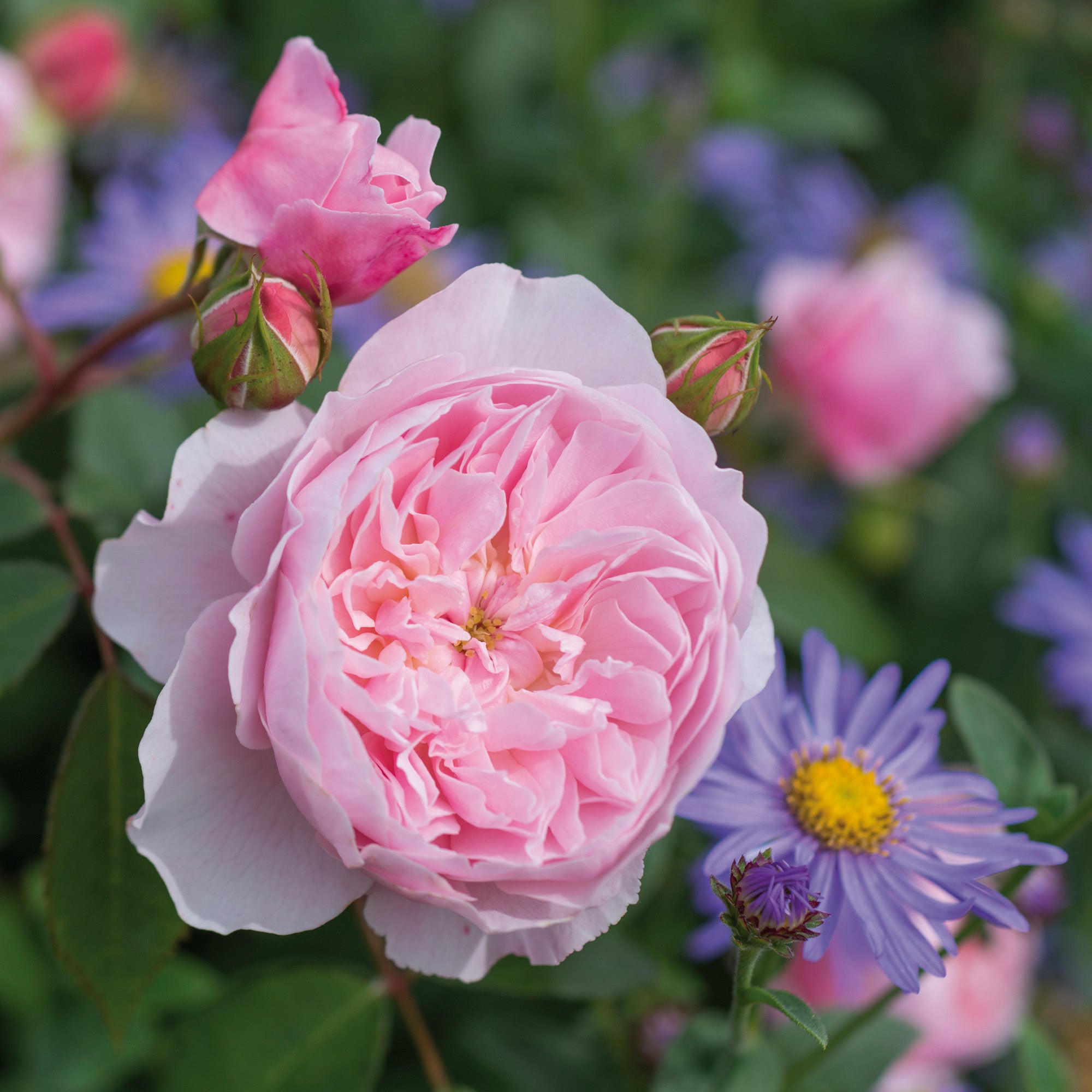 Pink Austin Roses Pink Roses - David Austin Roses
