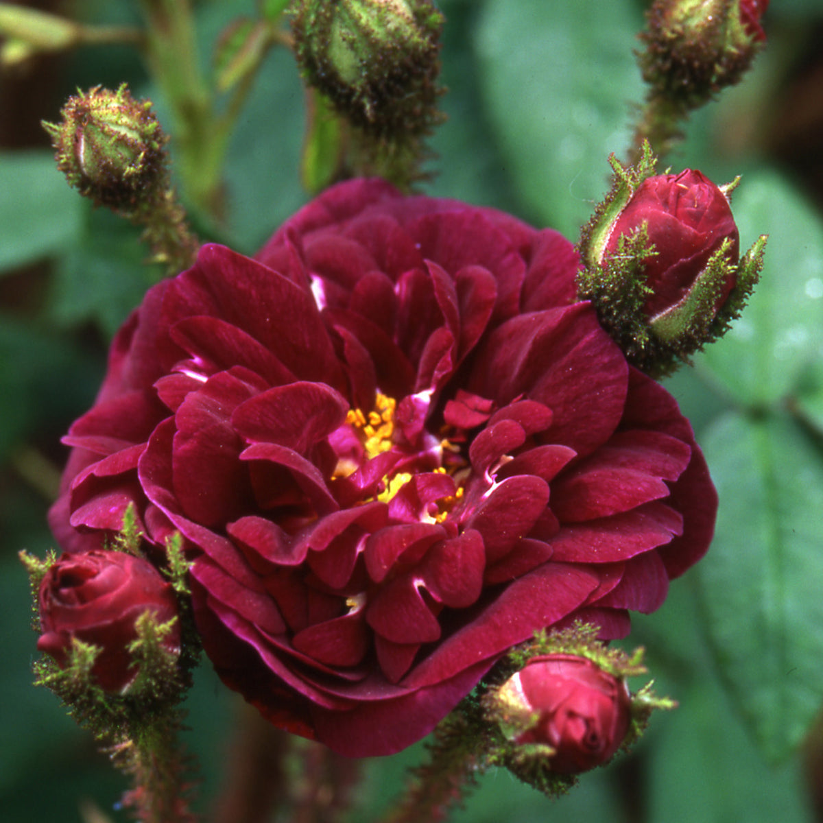 Moss Roses | David Austin Roses