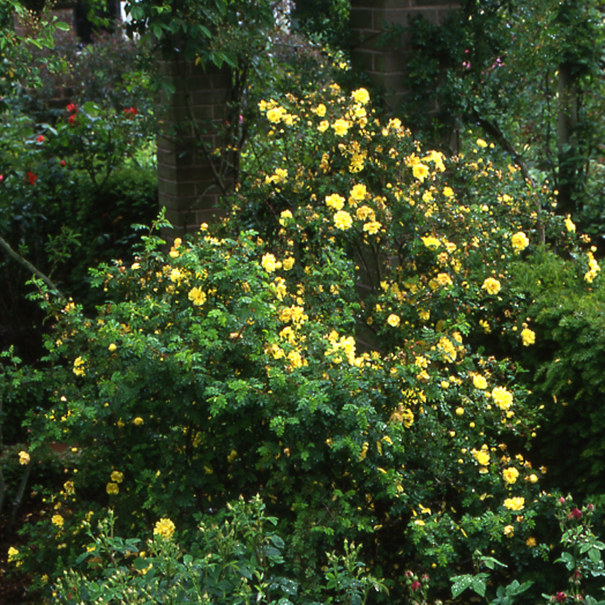 R. spin. ‘Harrisonii'