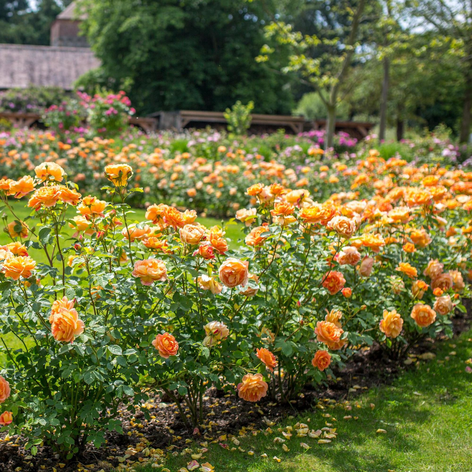 Lady Of Shalott English Shrub Rose David Austin Roses lady-of-shalott-english-shrub-rose-david-austin-roses