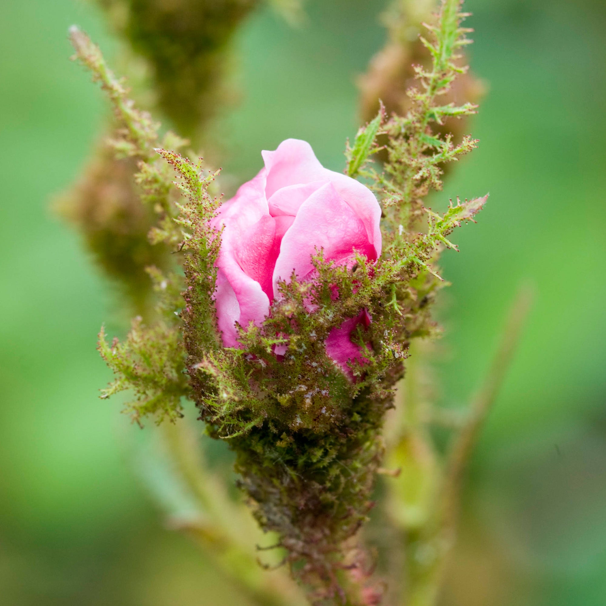 Mousseline | Old Rose | David Austin Roses
