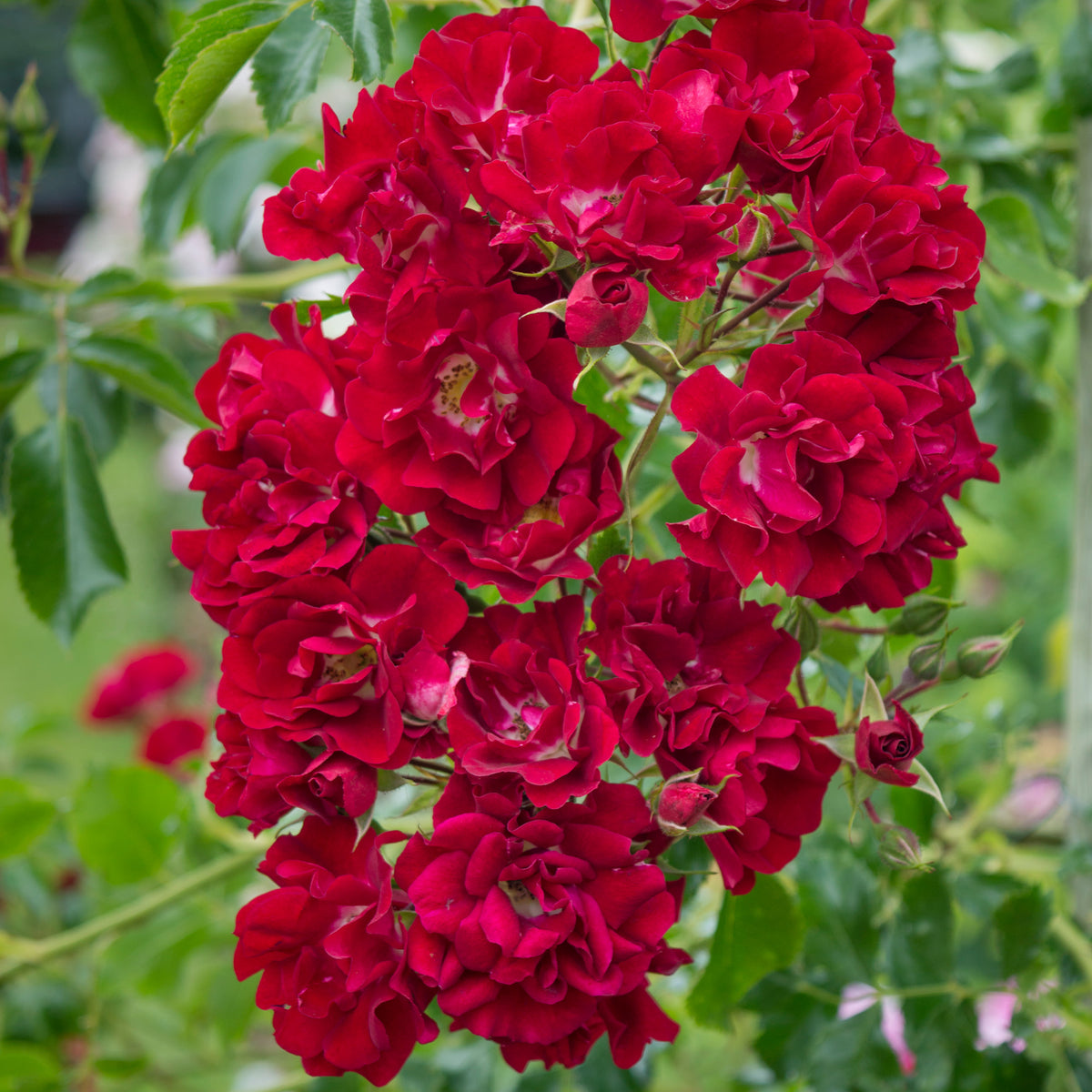 Best Rambling Roses Ever Rambling Rosie (Horjasper) | Rambling Rose | David Austin Roses