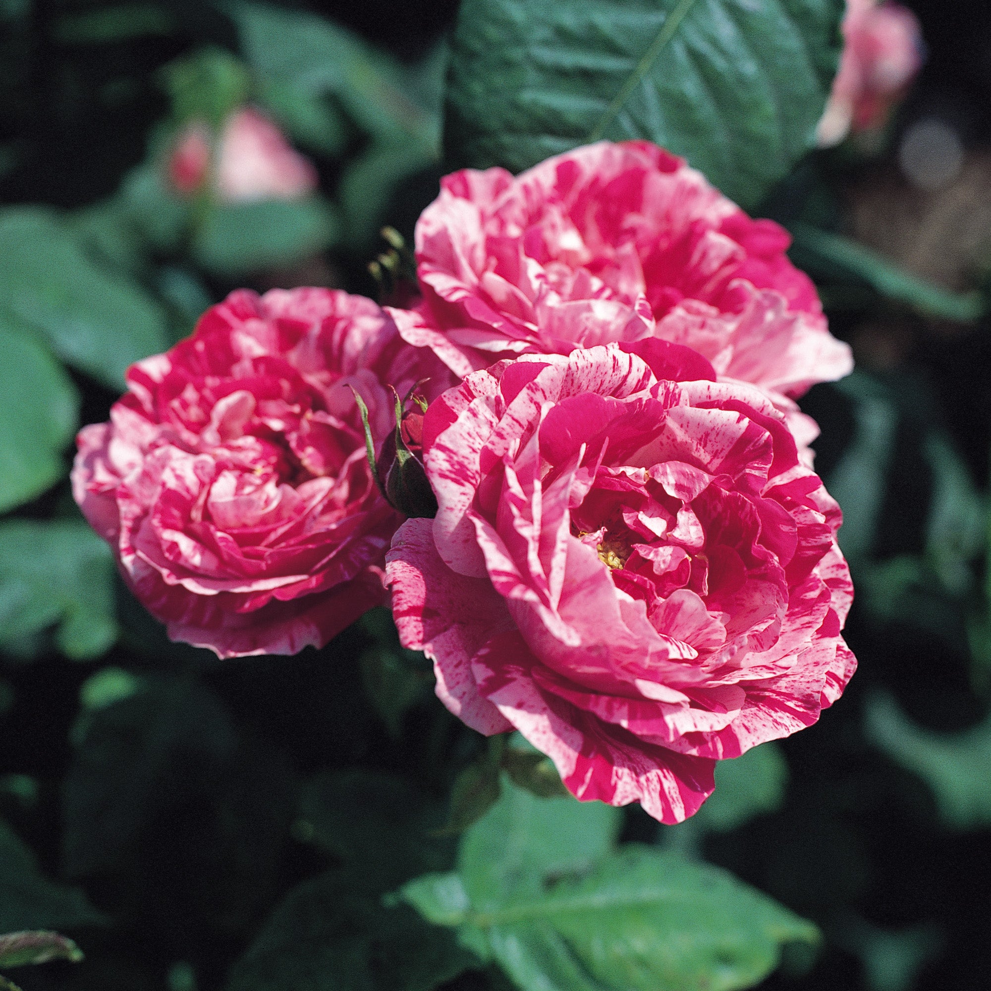 Ferdinand Pichard | Old Rose | David Austin Roses