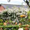 Rambling Rector