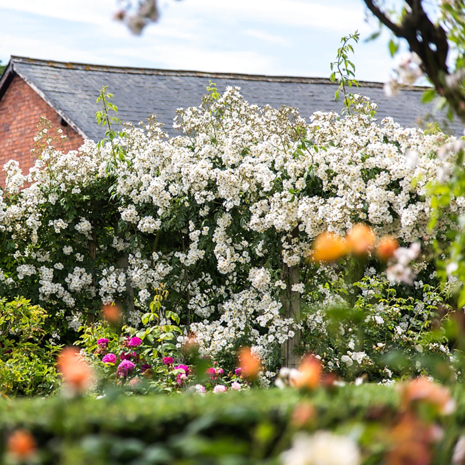 Rumbling Rector Róza Rambling Rector | Rambling Rose | David Austin Roses