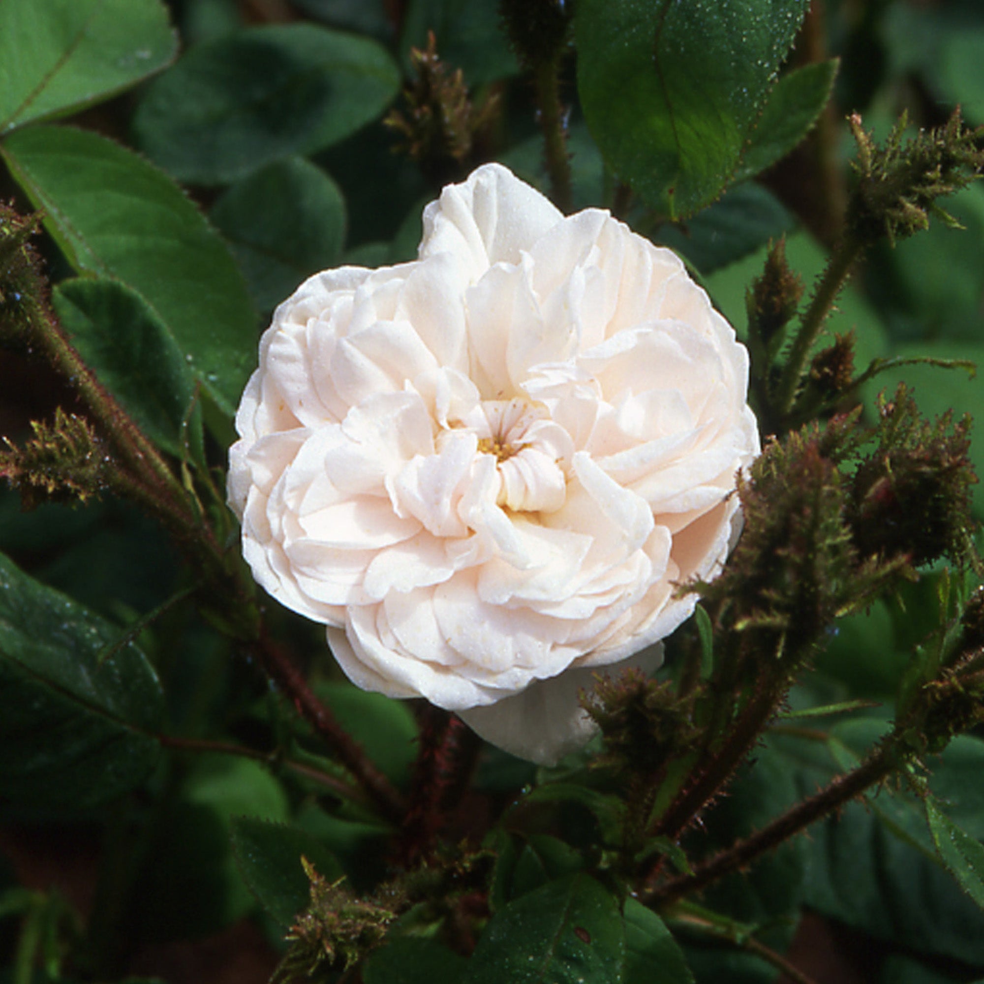 Shailer's White Moss | Old Rose | David Austin Roses