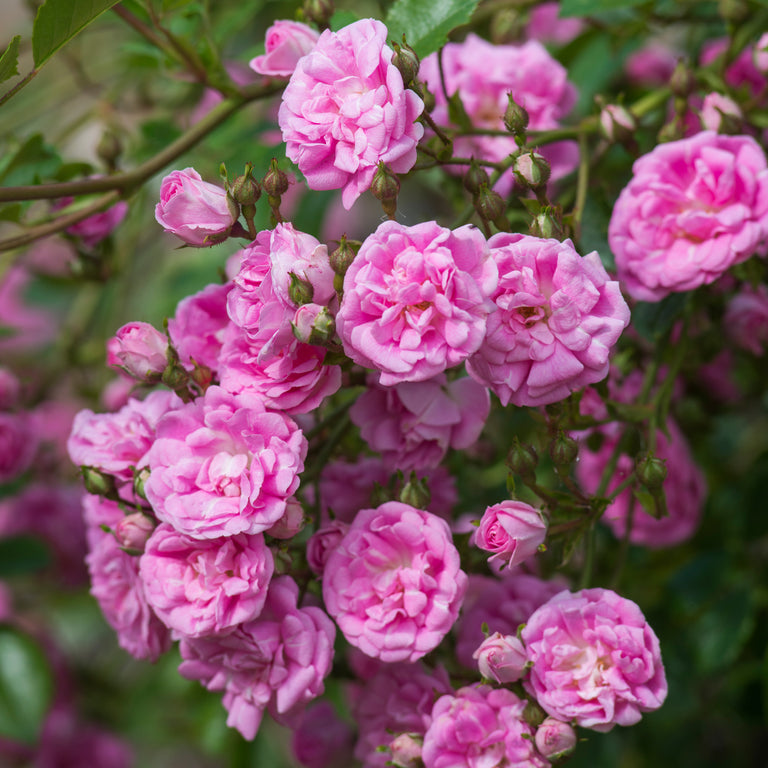 Super Dorothy | Rambling Rose | David Austin Roses