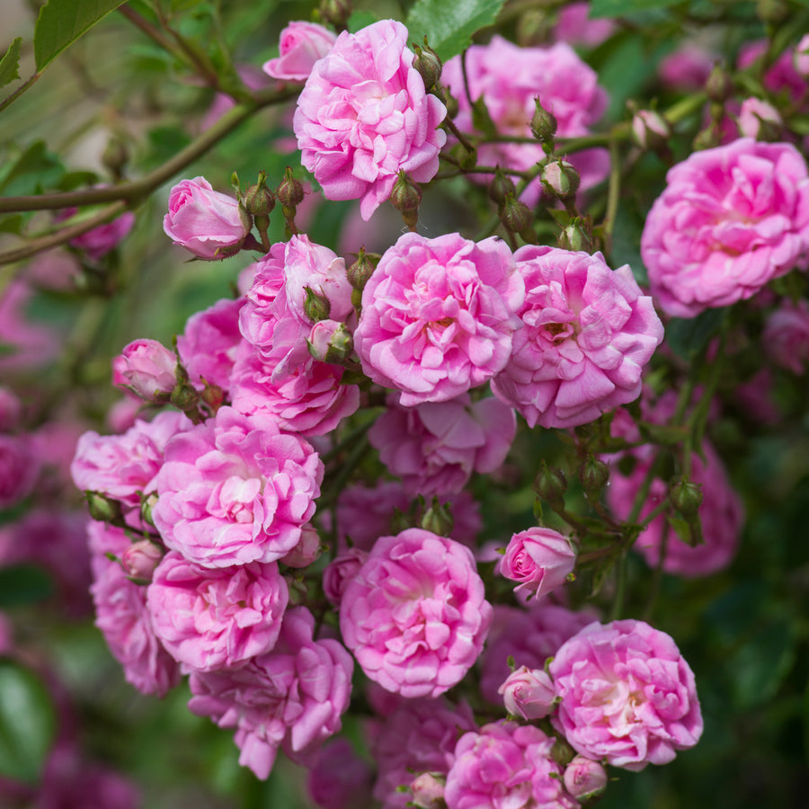 Super Dorothy | Rambling Rose | David Austin Roses