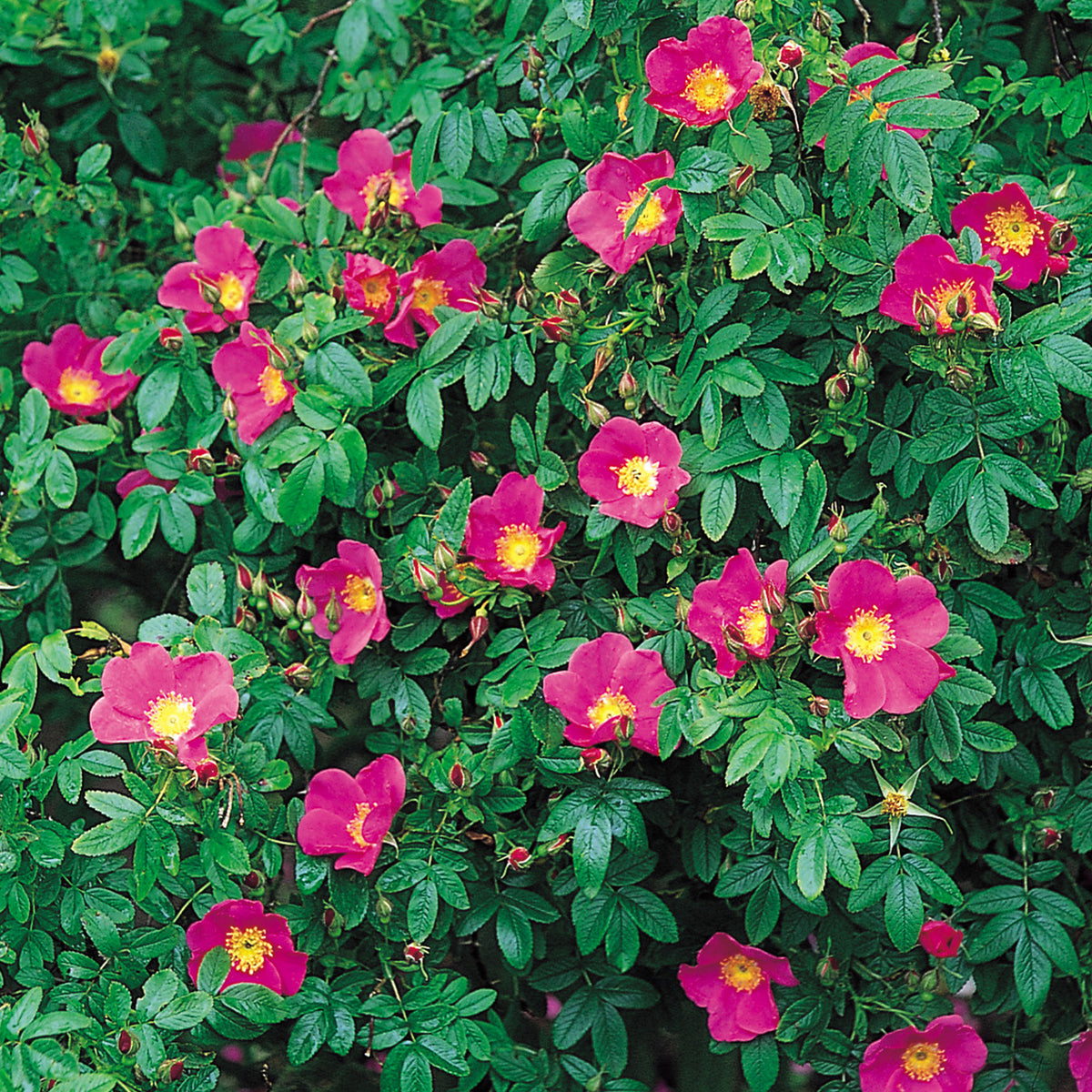 R. virginiana | Wild Rose | David Austin Roses